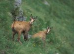 Fauna Foto